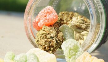 weed gummies