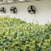 cannabis
